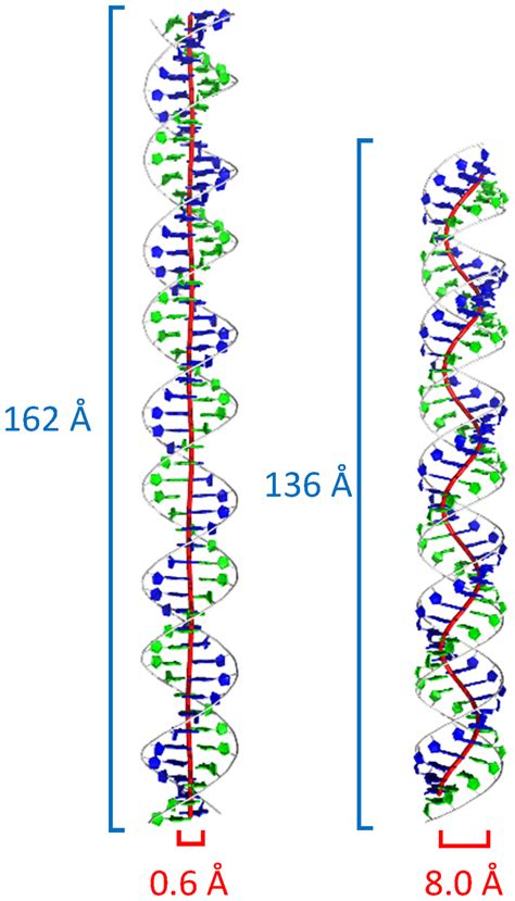 persistence length of dsdna